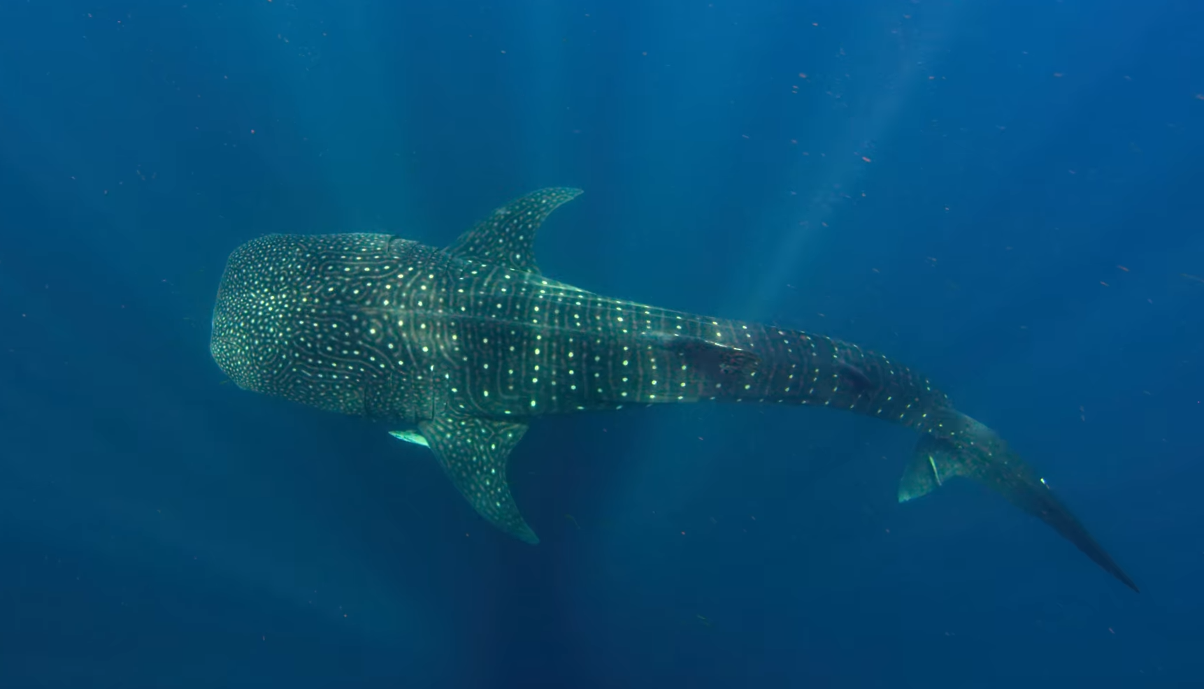 11 найбільших істот на планеті. Яких розмірів досягають і чим харчуються