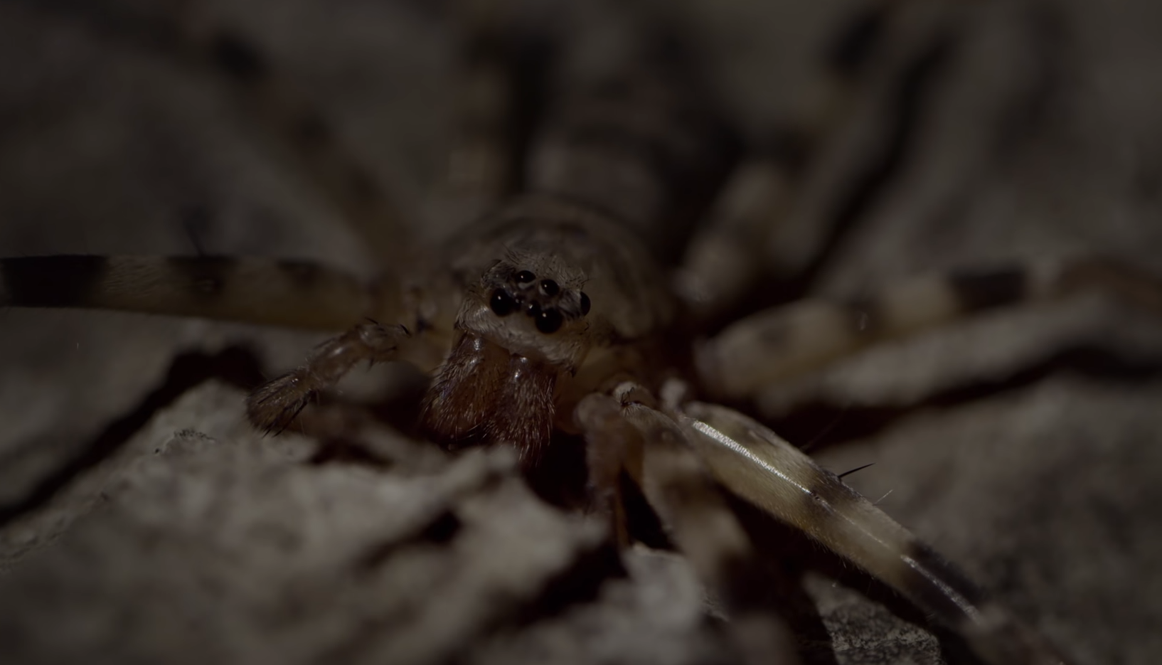 11 найбільших істот на планеті. Яких розмірів досягають і чим харчуються