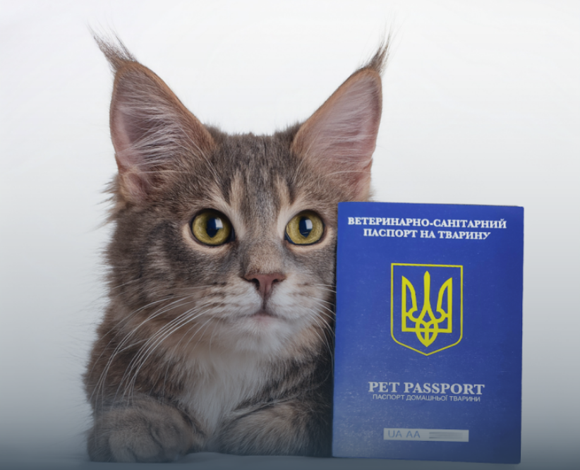 Документ для тварини на все життя: як оформити ветпаспорт і не отримати відмову