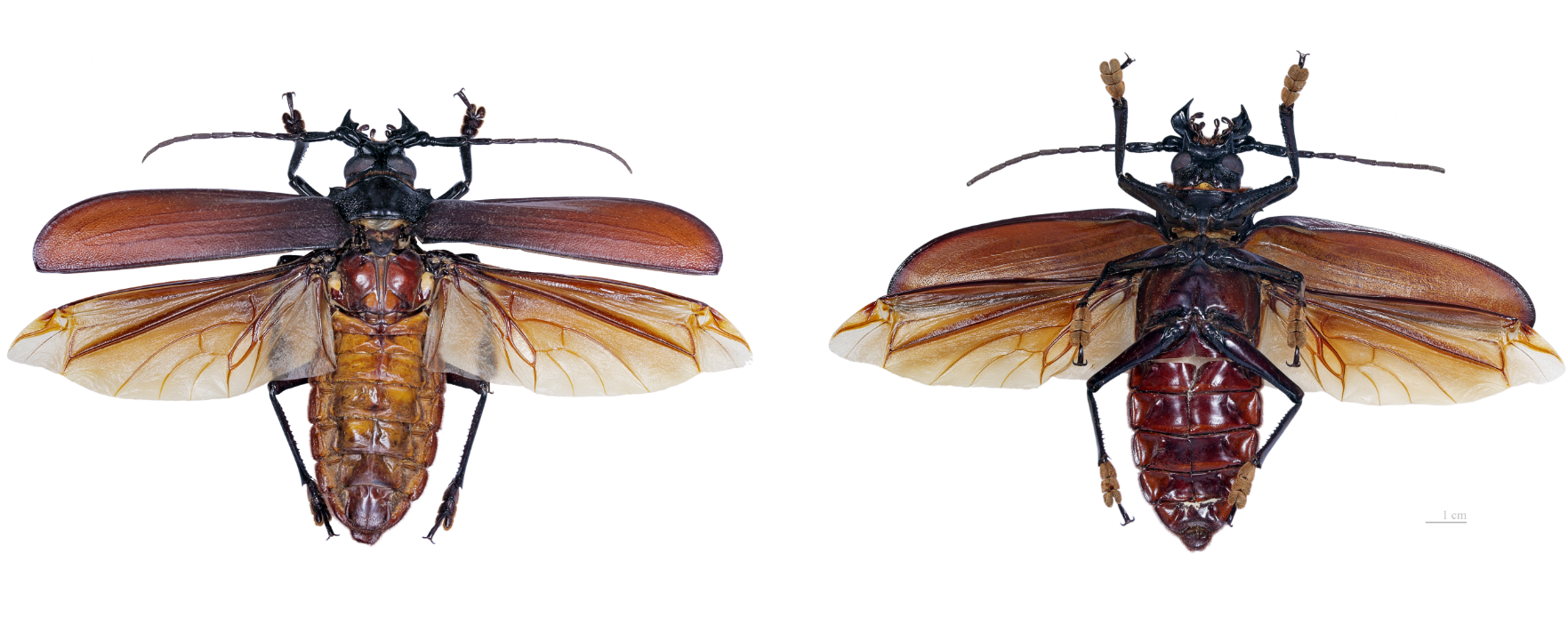 11 найбільших істот на планеті. Яких розмірів досягають і чим харчуються