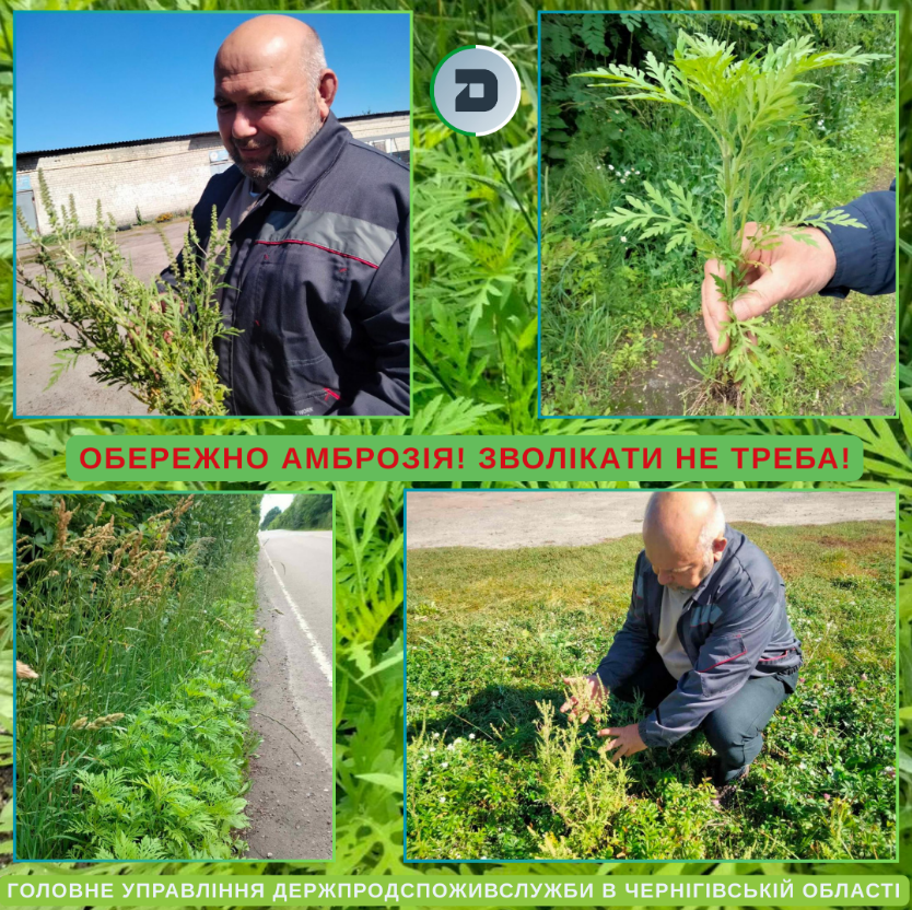 Карантин на 300 гектарах: у Чернігівській області попередили про небезпечний бур'ян