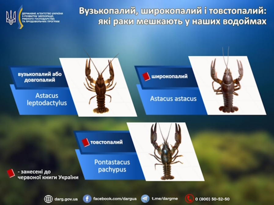 Заборону знято: як ловити раків на водоймах України, щоб не нарватися на штраф