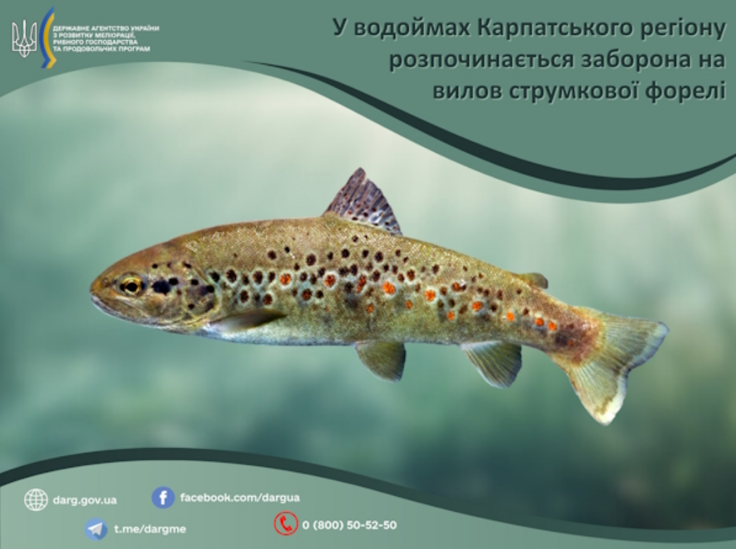 За одну рибину - штраф понад 7 тисяч: кого заборонили ловити у чотирьох областях України
