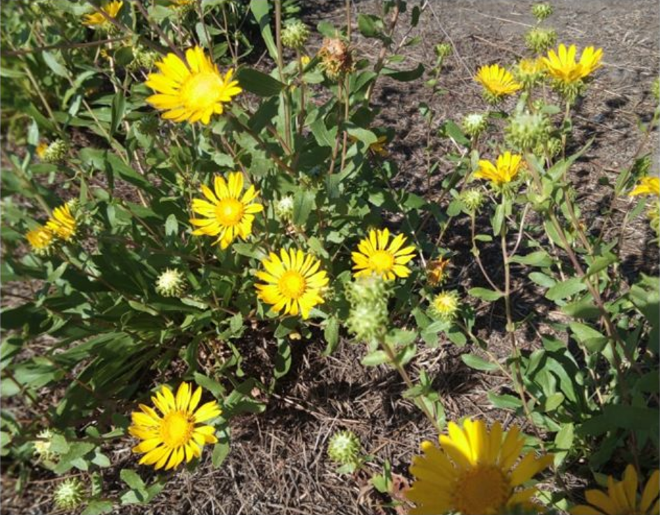 В Україні стрімко поширюється яскрава рослина з "чорного списку": чим вона небезпечна