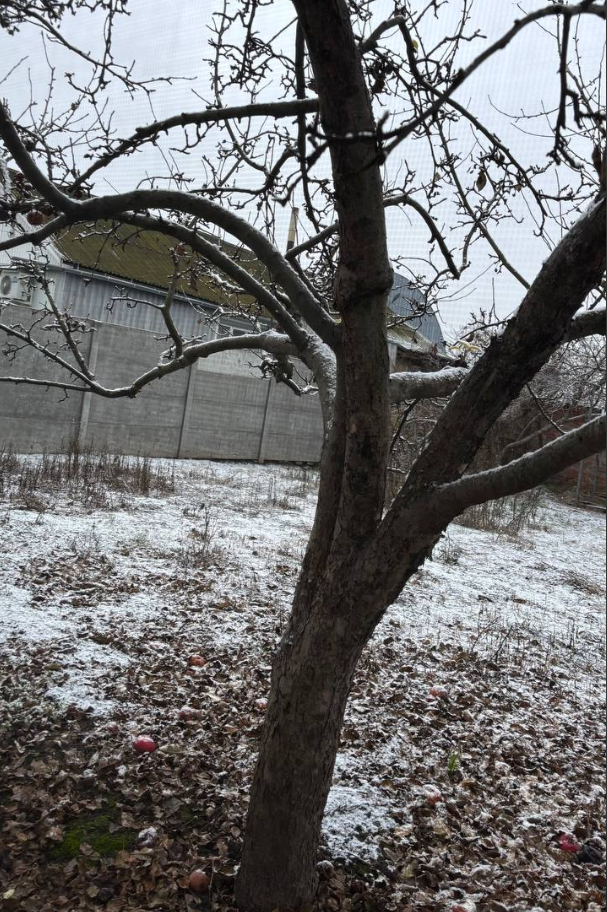 Дощі "замерзли": де в Україні помітили сьогодні сніг (фото, відео)