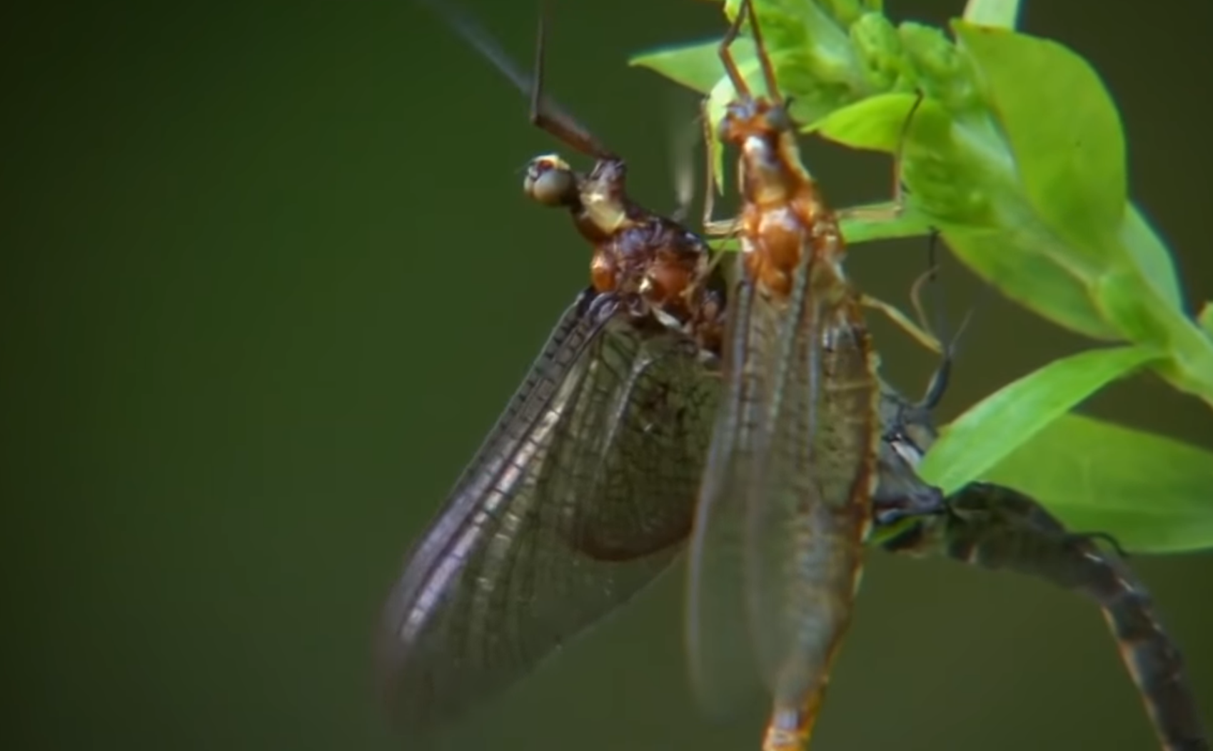 Несправедливість чи задум природи? Які тварини мають найкоротше життя