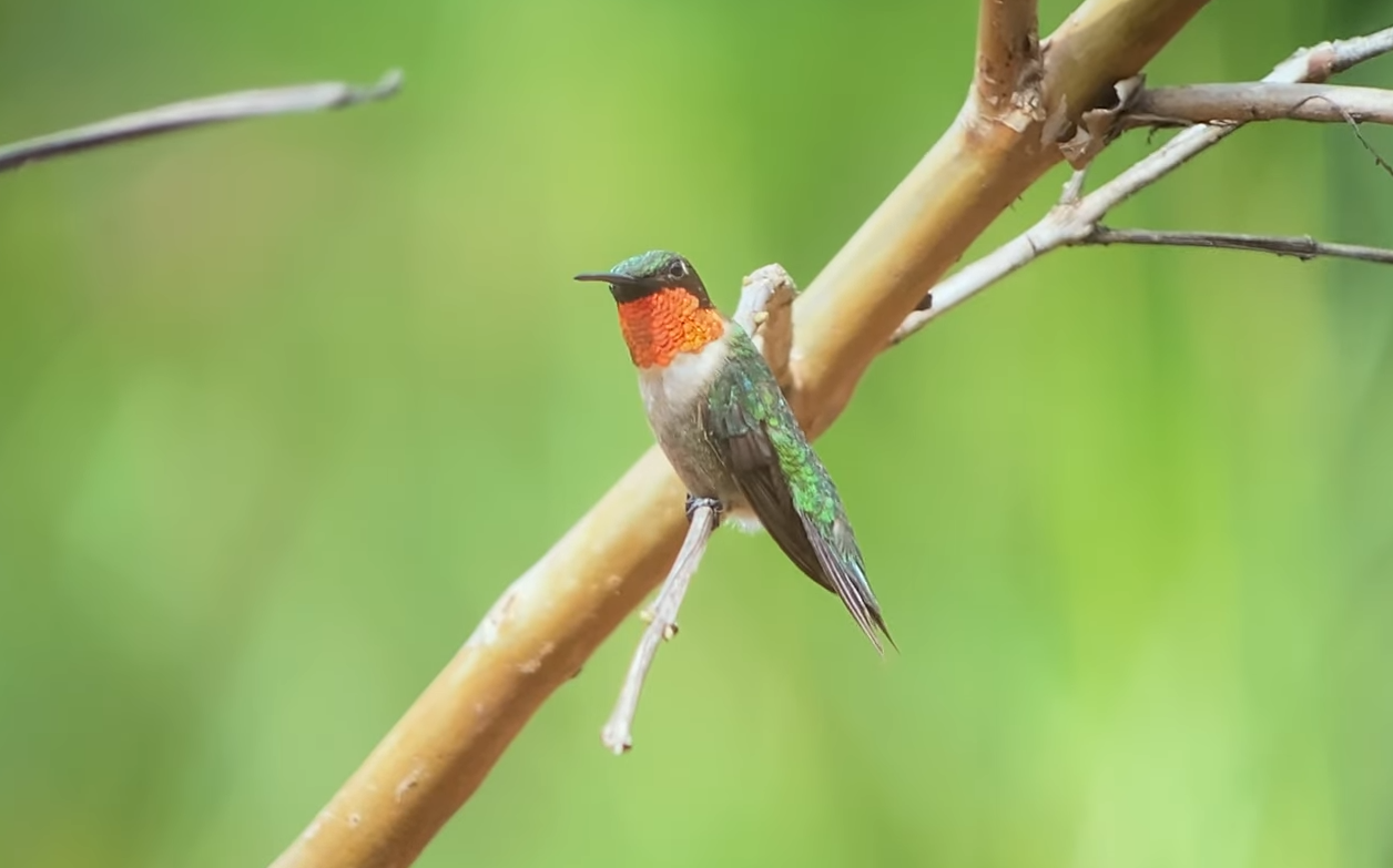 Несправедливість чи задум природи? Які тварини мають найкоротше життя