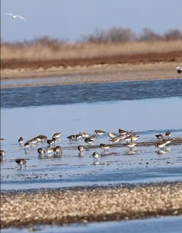 В Украине заметили птиц из Арктики: в Одесской области зимует стая редкого вида
