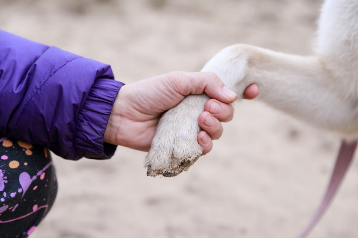 Морози небезпечні для всіх: як допомогти тваринам і птахам взимку, щоб не нашкодити