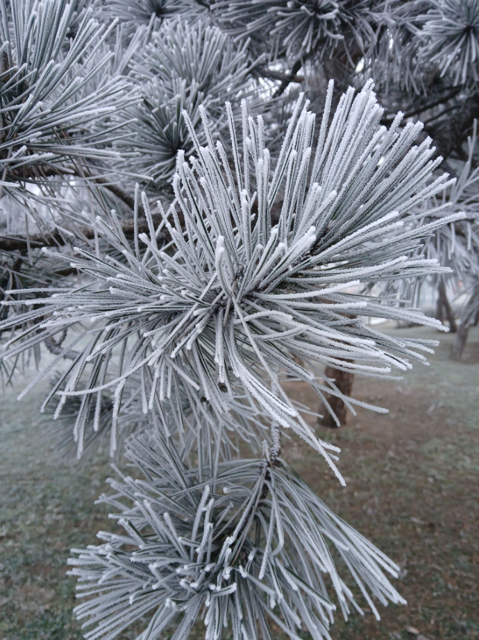 Січень вразив: яке диво природи помітили українці під час сильних морозів (фото)