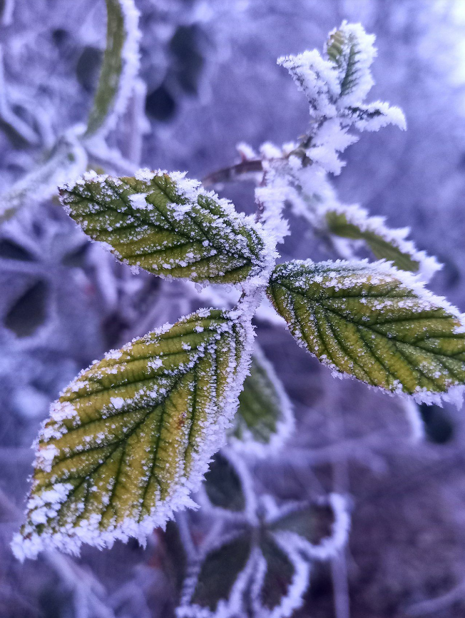 Січень вразив: яке диво природи помітили українці під час сильних морозів (фото)