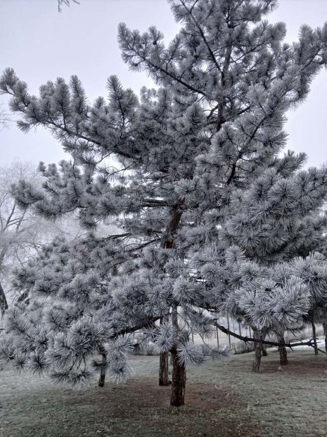 Січень вразив: яке диво природи помітили українці під час сильних морозів (фото)