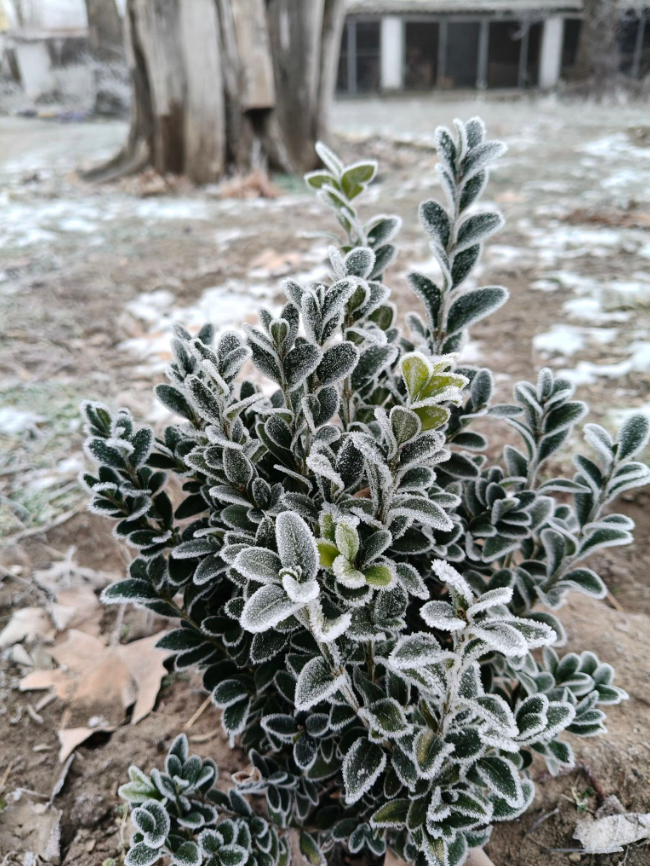 Січень вразив: яке диво природи помітили українці під час сильних морозів (фото)