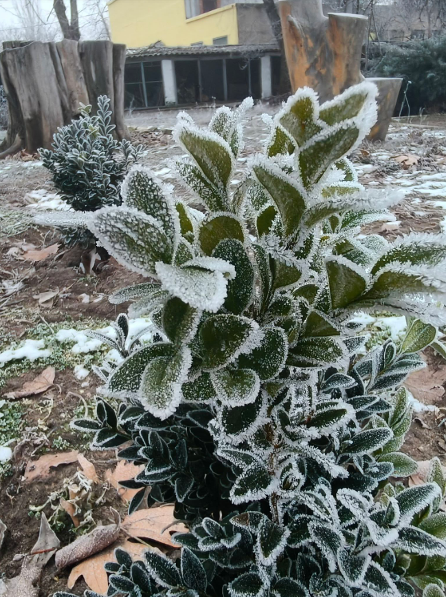 Січень вразив: яке диво природи помітили українці під час сильних морозів (фото)