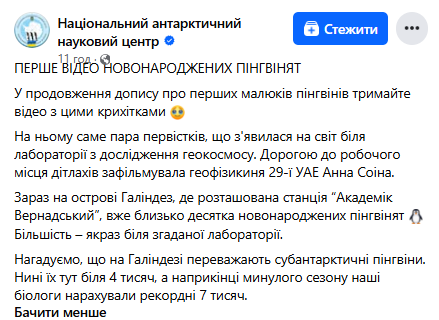 Полярники зі станції "Академік Вернадській" показали перше відео новонароджених пінгвінят