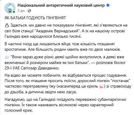 Полярники со станции "Академик Вернадский" показали, как пингвины кормят детенышей: видео