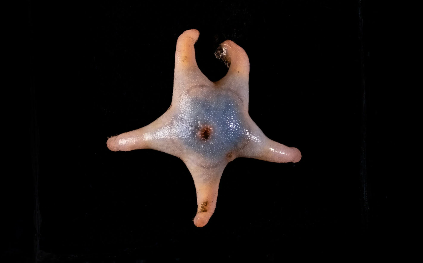 Акула-гітара і ще 865 нових видів тварин виявили вчені у океані (фото)