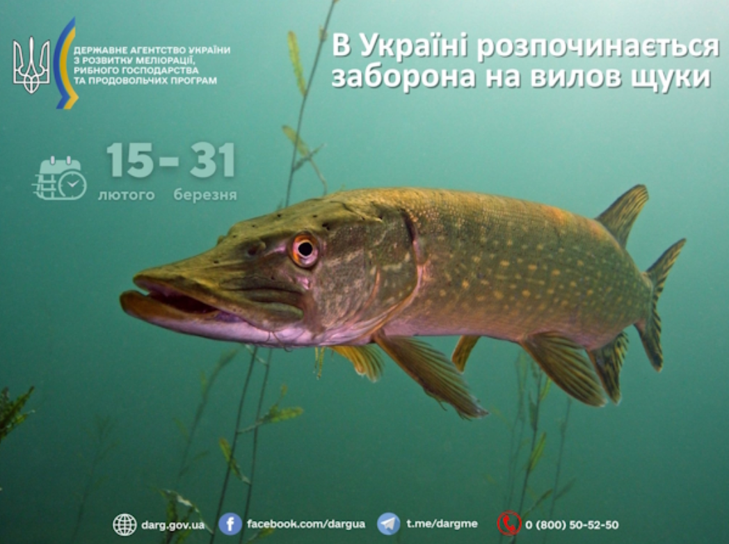 Штраф майже 3,5 тисячі за рибину: кого ловити в Україні відсьогодні суворо заборонено