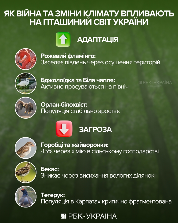 Привычные соседи исчезают: как климат влияет на птиц Украины и кто уже "переселился"