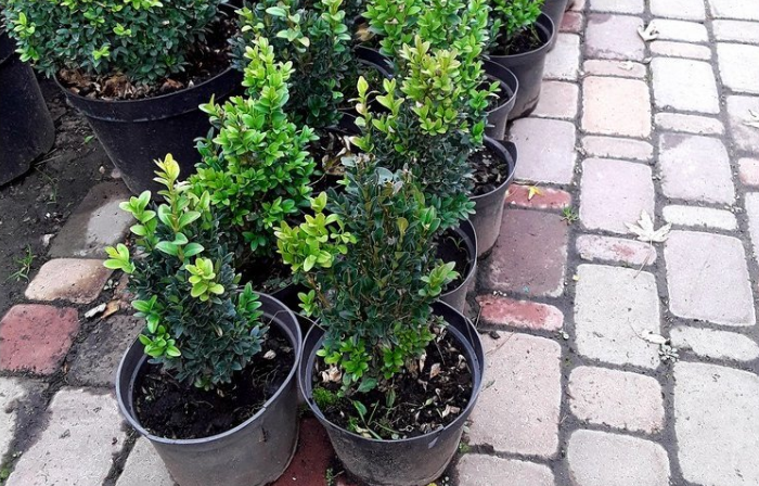 Новий рік на носі, а ялинкою і не пахне? Які рослини можуть замінити різдвяне дерево