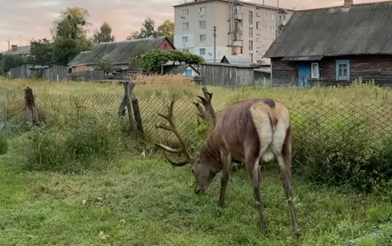 В Ровенской области известного оленя Бориса сбила машина: что установила полиция