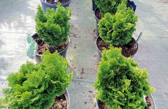 Новий рік на носі, а ялинкою і не пахне? Які рослини можуть замінити різдвяне дерево