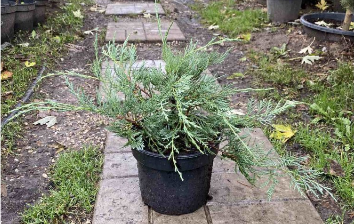 Новий рік на носі, а ялинкою і не пахне? Які рослини можуть замінити різдвяне дерево