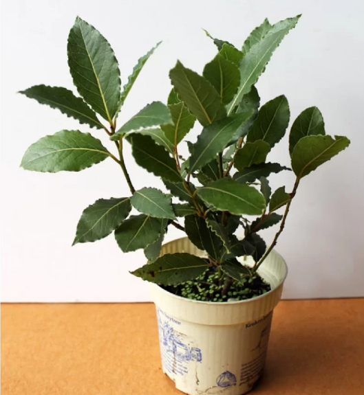 Новий рік на носі, а ялинкою і не пахне? Які рослини можуть замінити різдвяне дерево