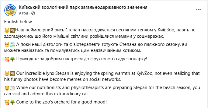Рись Степан готується до пляжного сезону: як живеться зірці мемів у зоопарку Києва (фото)
