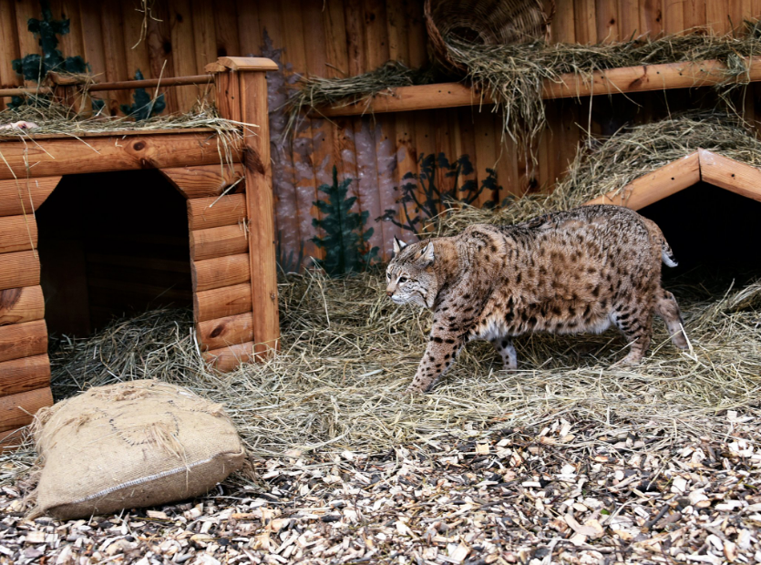 Рись Степан готується до пляжного сезону: як живеться зірці мемів у зоопарку Києва (фото)