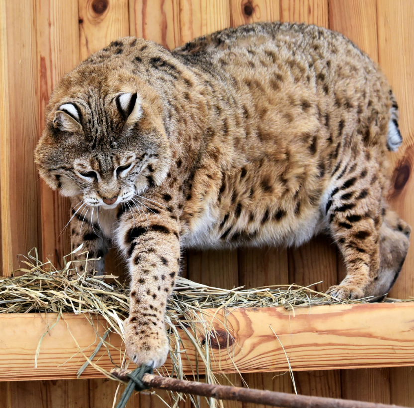 Рись Степан готується до пляжного сезону: як живеться зірці мемів у зоопарку Києва (фото)