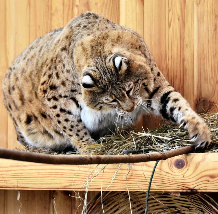 Рись Степан готується до пляжного сезону: як живеться зірці мемів у зоопарку Києва (фото)