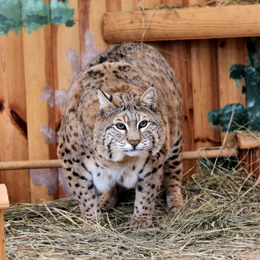 Рись Степан готується до пляжного сезону: як живеться зірці мемів у зоопарку Києва (фото)