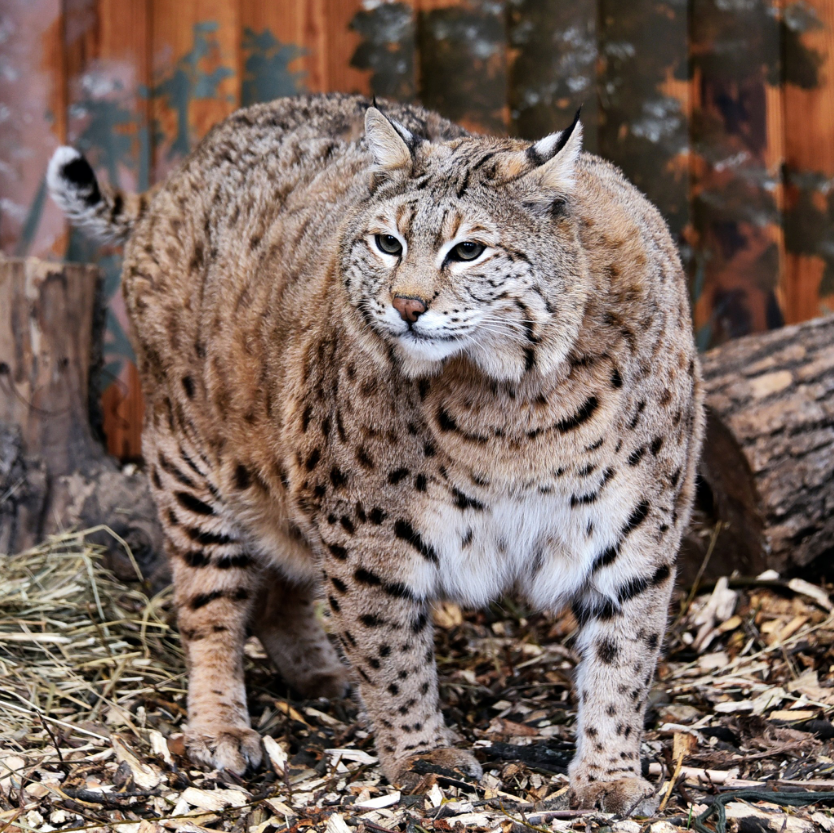 Рись Степан готується до пляжного сезону: як живеться зірці мемів у зоопарку Києва (фото)