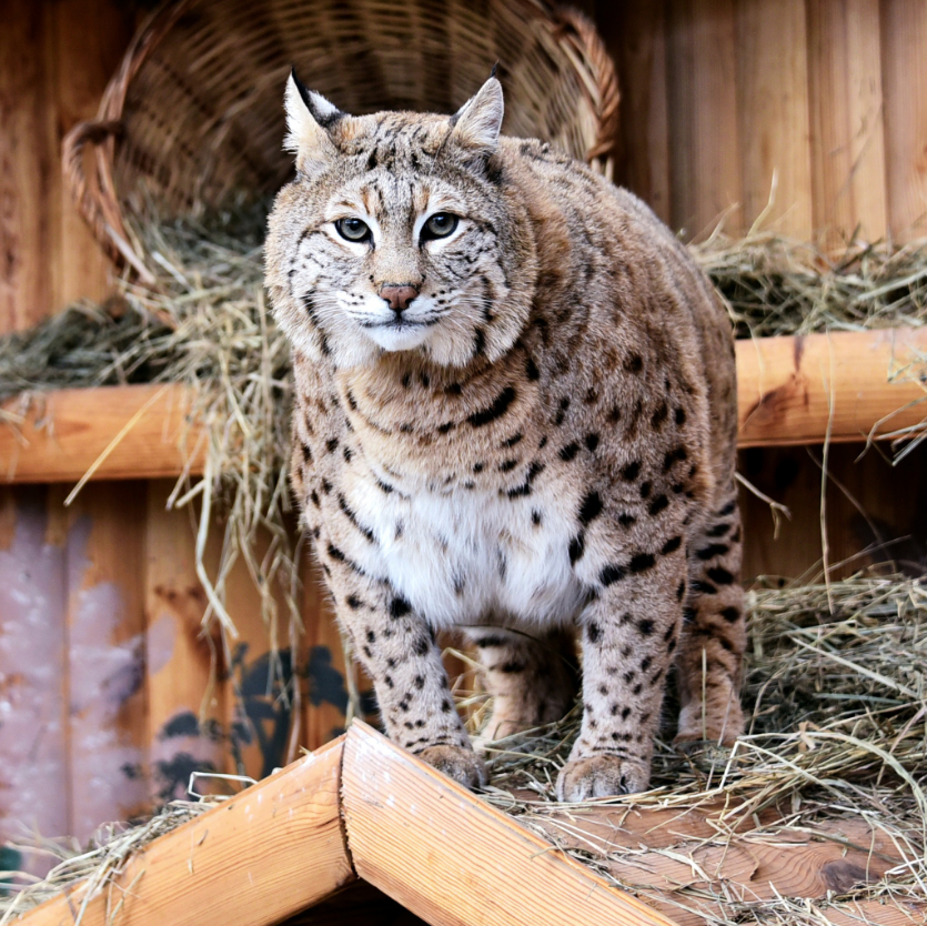 Рись Степан готується до пляжного сезону: як живеться зірці мемів у зоопарку Києва (фото)