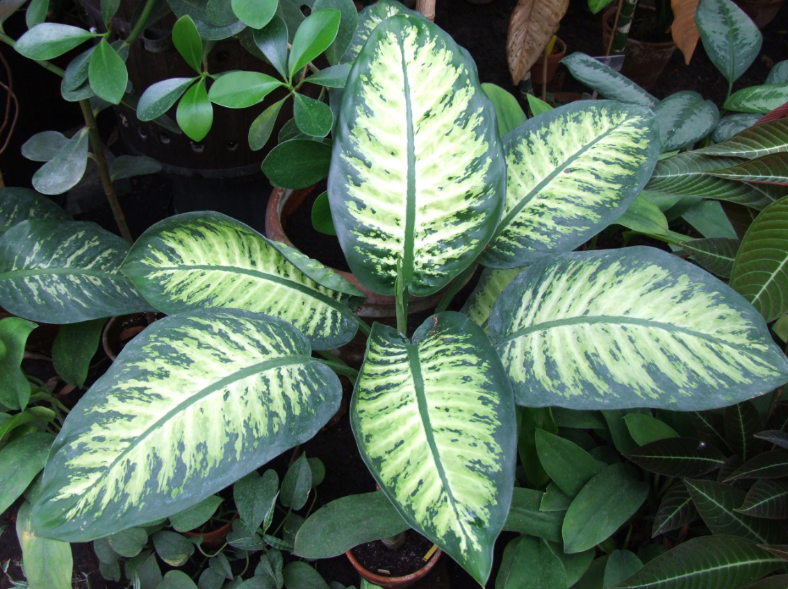 Отруйна краса: які популярні рослини насправді небезпечні для домашніх тварин