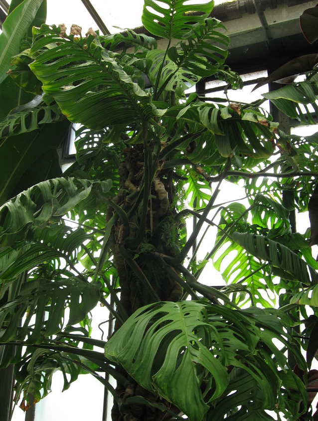 Отруйна краса: які популярні рослини насправді небезпечні для домашніх тварин