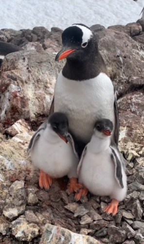 Полярники сняли на видео маленьких пингвинов: смотрите, как пернатый папа кормит деток