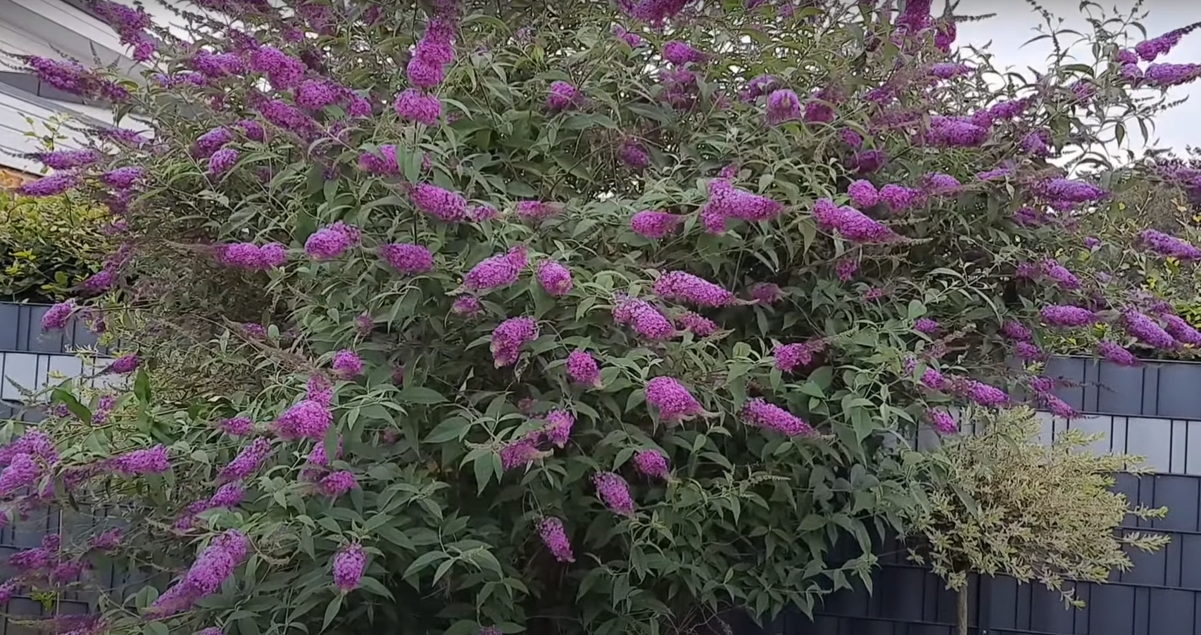 Ці рослини у саду потрібно обов'язково обрізати у лютому. "Віддячать" буйним цвітінням