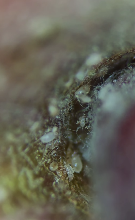 Как выглядит яблоко под микроскопом и кто там живет. Это трудно развидеть