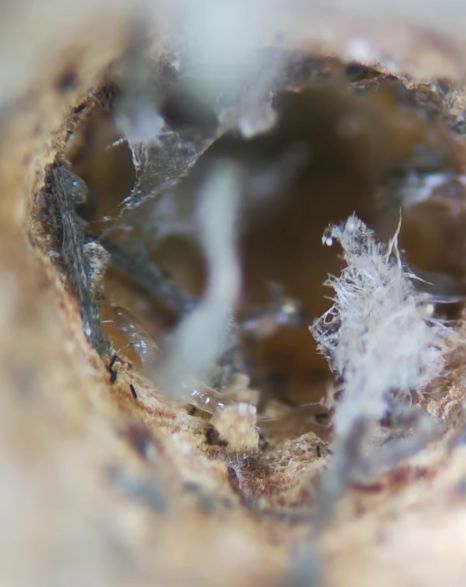 Как выглядит яблоко под микроскопом и кто там живет. Это трудно развидеть