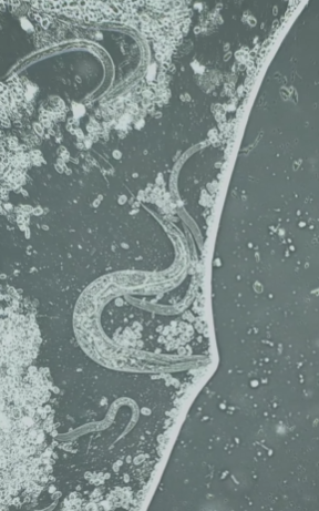 Обычную сосиску показали под микроскопом. Что там "прячется" (видео)