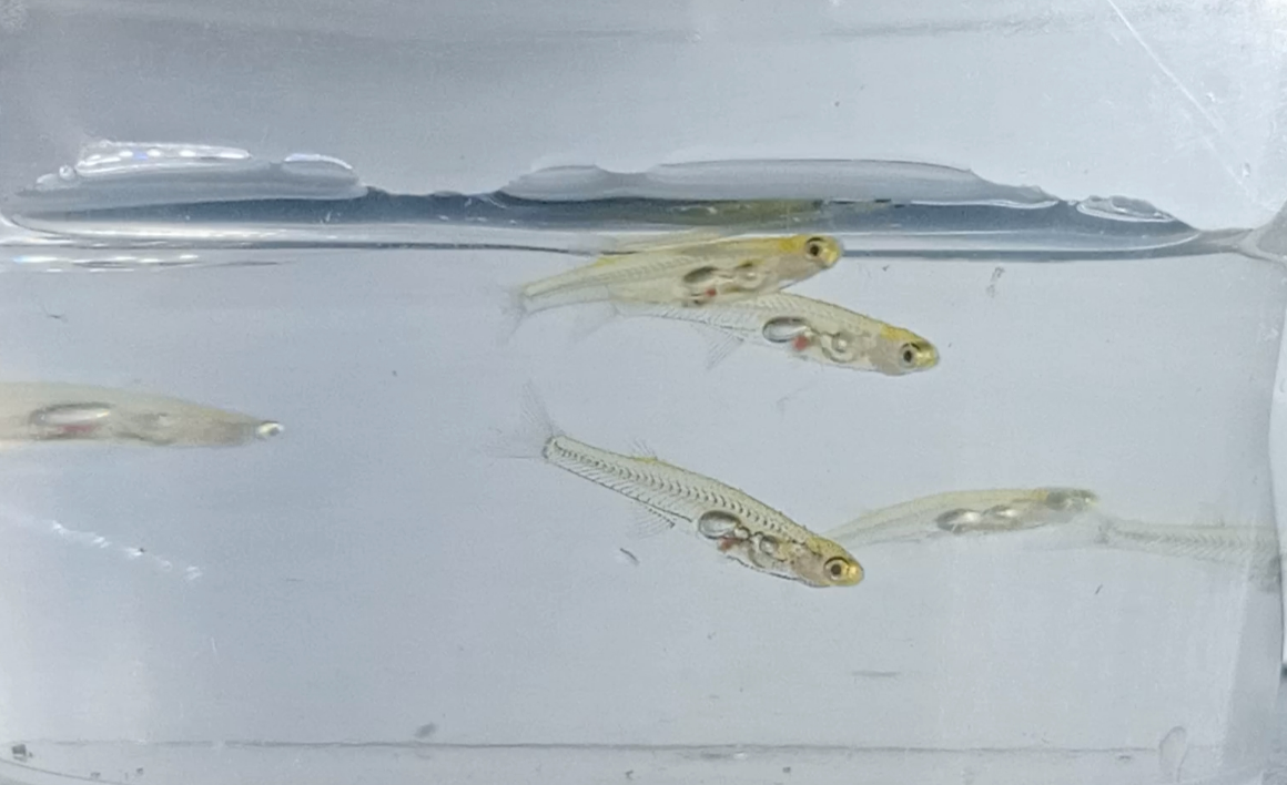 Самая маленькая в мире рыбка "кричит" громче, чем перфоратор: о ком идет речь (видео)