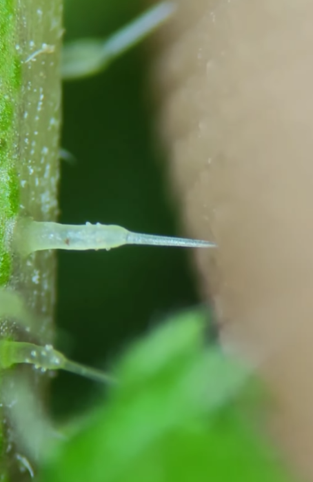 Як "жалить" кропива під мікроскопом. На це відео боляче навіть дивитися