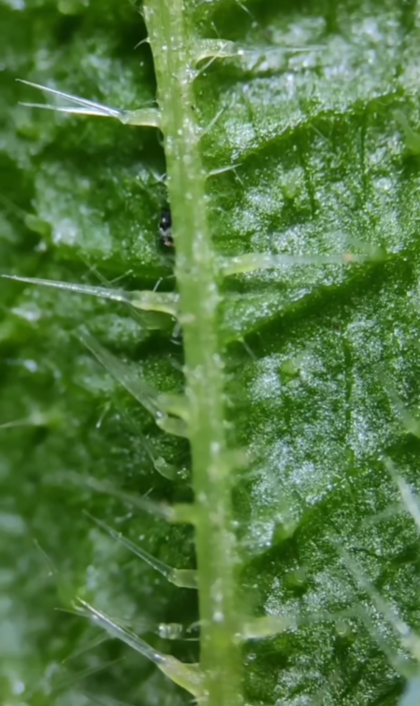 Як "жалить" кропива під мікроскопом. На це відео боляче навіть дивитися