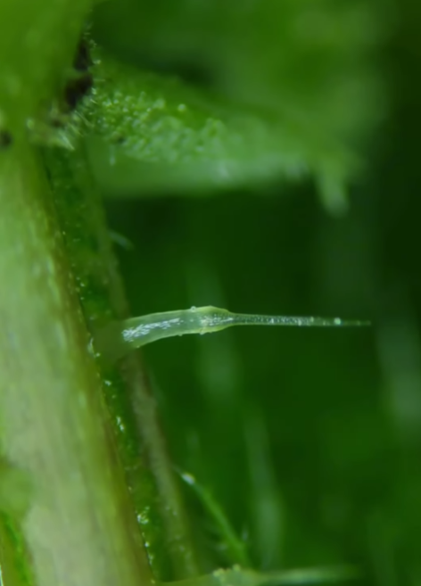 Як "жалить" кропива під мікроскопом. На це відео боляче навіть дивитися