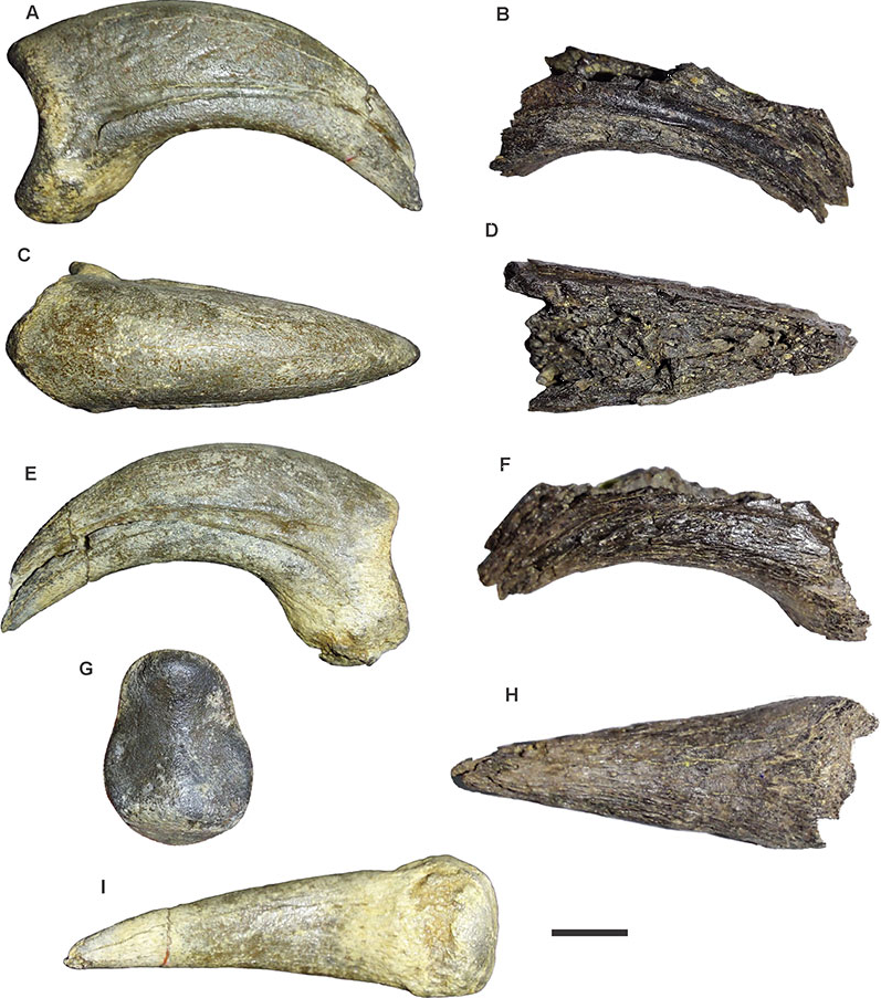 Не вгадає ніхто. Вчені показали головного хижака Антарктиди, що існував 50 млн років тому