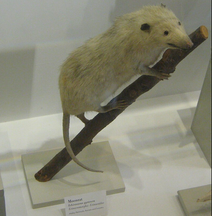 Тварина чи жарт? Хто такі гімнури і чому майже ніхто про них не знає