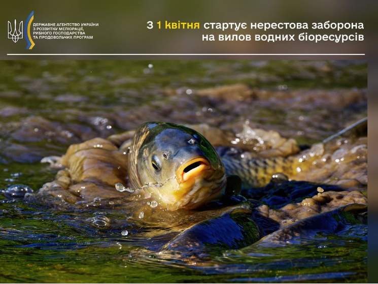 Українцям заборонили рибалити на водоймах і в річках: що трапилось і кого це не обходить