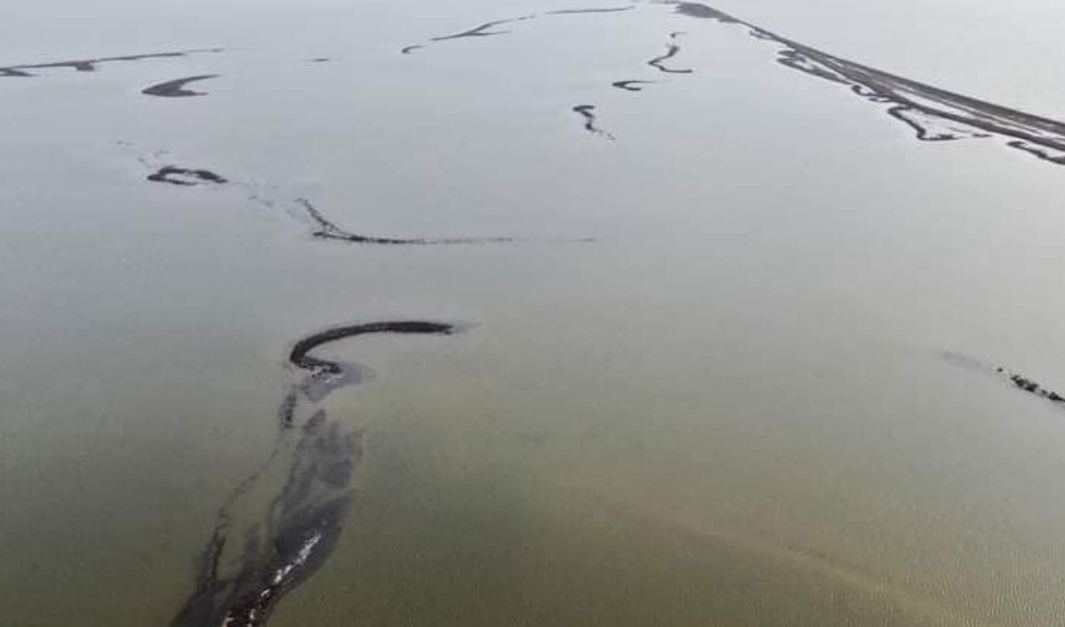 В Україну повернулась зграя рожевих фламінго: де вони можуть жити під час війни (фото)